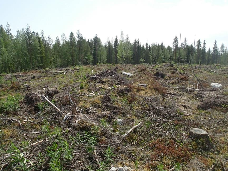 8 Ojitettua suota Naamanganjärven lounaispuolella Lohkareista maastoa