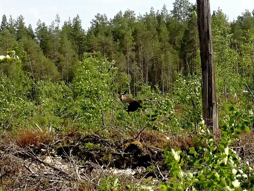 9 Kivistä ja kosteaa maastoa Karmitunviidan eteläpuolella.