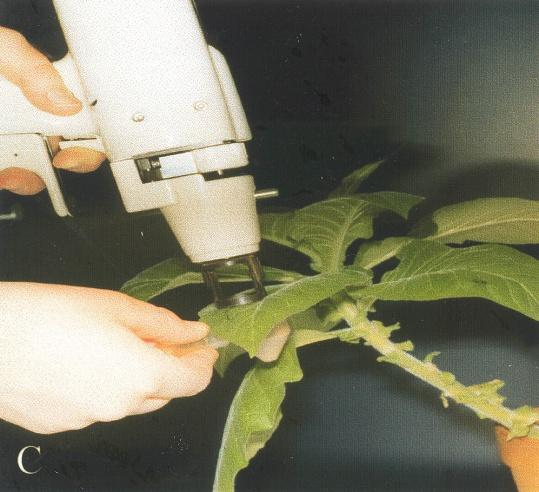 Monta geeniä voidaan jalostaa kasviin yhtaikaa minikromosomissa Heinäkasveilla on soluissaan usein myös ylimääräisiä pieniä, ns.
