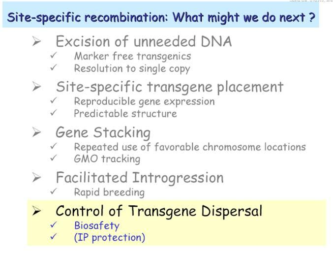 (Merkki)geenin poisto muunnetusta kromosomista jälkikäteen (Cre/Iox, FLP/FRT ym) 1. Näillä metodeilla tehdystä gm-kasvilinjasta valinnan merkkigeeni* voidaan myöhemmin leikata pois.