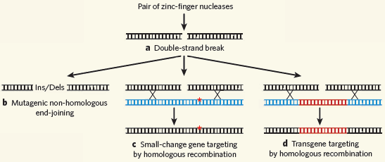 Kohdennettu mutageneesi sinkkisorminukleaasien avulla 3. c) Jos solulle tarjotaan korjaava dna-jakso, jossa on pieni geneettinen muutos (yksi tai muutama dna-emäs vaihdettu).