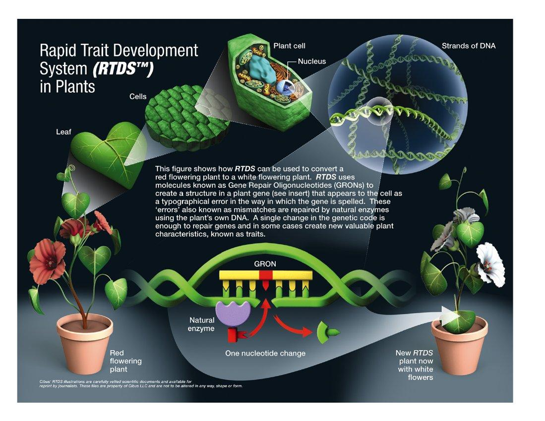 Oligonukleotidiohjattu mutageneesi Rapid Trait Development System RTDS (Cibus Inc.