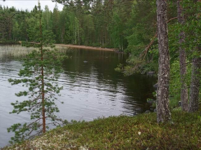 9 Alueen metsälain mukaisten arvokkaiden elinympäristöjen ja luonnonsuojelu- tai vesilain mukaisten erityisten luontotyyppien inventointi on tehty kaavatyötä varten laadittuna, erillisenä