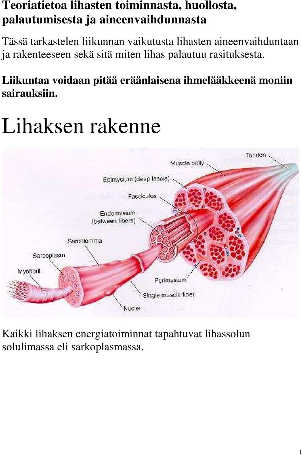 lihas palautuu rasituksesta.