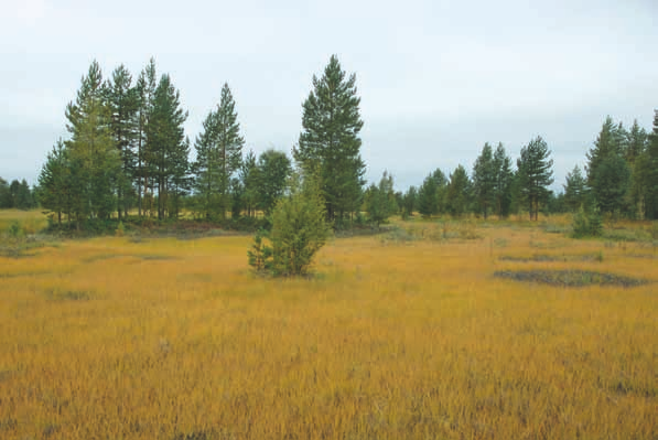 Muhos. Kuva: Seppo Tuominen nen 2007, kirjallinen tiedonanto, Rehell 2007, kirjallinen tiedonanto).
