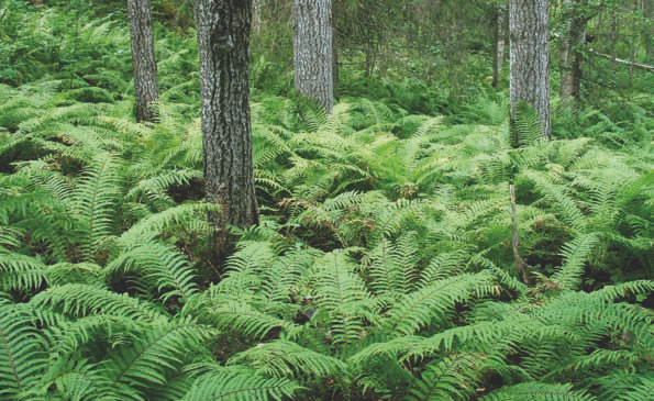 Suot Kuusamo.