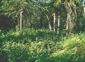 nottunut lehto- ja lettokeskuksiin ja tärkeimmät esiintymisalueet ovat Kuusamo Etelä-Salla, Kittilä ja Kolari.