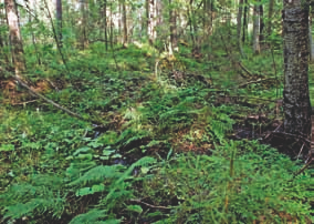 Yhteydet hallinnollisiin luokitteluihin: Sisältyy luontodirektiivin luontotyyppiin puustoiset suot (91D0). Voi sisältyä metsälain erityisen tärkeään elinympäristöön rehevät korvet. 4.1.3.