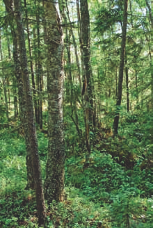 omaisia lajeja Peräpohjolan ruoho- ja mustikkakorville ovat metsäkurjenpolven ohella erityisesti ruohokanukka (Cornus suecica) ja mesilillukka (Rubus x castoreus).