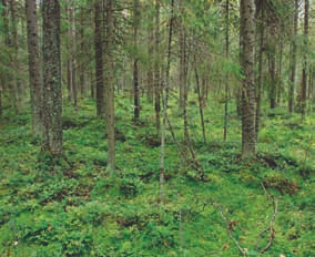 aktiivisia toimia, vaikka osa niistä jäisikin hakkuiden ja kunnostusojitusten ulkopuolelle.