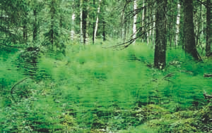 4.1.4.2 la ja puiden tyvillä tavataan seinä- ja metsäkerrossammalta (Pleurozium schreberi, Hylocomium splendens), kynsisammallajeja (Dicranum spp.) ja korpikarhunsammalta (Polytrichum commune).