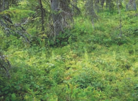 (Empetrum nigrum ssp. hermaphroditum), ruohokanukkaa (Cornus suecica), vaivaiskoivua (Betula nana) ja juolukkaa (Vaccinium uliginosum). Metsä-Lapissa on koivuvaltaisia metsäkortekorpia.