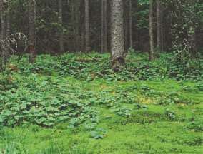 verran yleisempi kuin Etelä-Suomessa. Uhanalaistumisen syyt: Ojitus, metsien uudistamis- ja hoitotoimet, pellonraivaus, purojen perkaus, rakentaminen (ml. tiet).