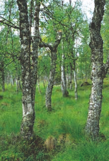 4.2.4 Tupasvillakorvet Koko maa 3 4 h EN Pohjois-Suomi 5 5 h NT Etelä-Suomi 3 4 h EN Esiintyminen: Tupasvillakorpia esiintyy vähälukuisena koko maassa Tunturi-Lappia lukuun ottamatta, mutta niiden
