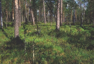 toina myös mosaiikkimaisina kasvustoina yhdessä neva- tai lettopintojen kanssa. Näitä yhdistelmätyyppejä käsitellään luvussa 4.