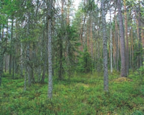 vat rahkoittua, jolloin voidaan erottaa oma alatyyppinsä rahkakangasrämeet. Näitä alamaiden rahkakangasrämeitä ei pidä sekoittaa pohjoisten ja ylävien (yli 300 m mpy.