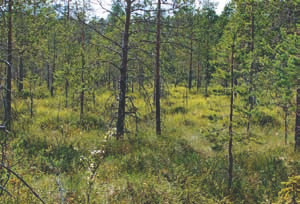 hoito ja harvennus. Korpirämeet ovat kärsineet jossain määrin myös kauempana tehtyjen ojitusten ja muun vesitaloutta muuttavan maankäytön etävaikutuksista.