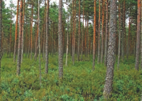 sätaloustoimenpiteet ja ympäröivien ojitusten ja muun maankäytön aiheuttamat muutokset vesitaloudessa (ks. myös luku 4.3.2).