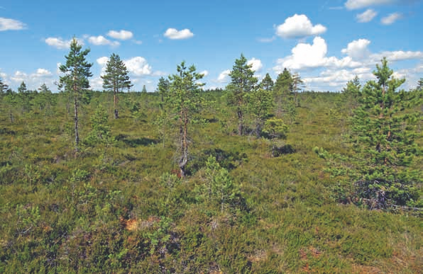 Suot Ritassaarensuo, Hyvinkää. Kuva: Seppo Tuominen kohti, vaikka rahkamättäisyys lisääntyy neva- ja nevarämetyypeillä. VMI9:n tulosten mukaan ojittamattomia rahkarämeitä (ml.