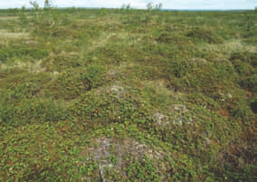 Utsjoki. Kuva: Seppo Tuominen ovat suokukka (Andromeda polifolia), vaivaiskoivu (Betula nana), pohjanvariksenmarja (Empetrum nigrum ssp.
