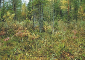 Ahvenlahti, Eno. Kuva: Seppo Tuominen ta. Molemmilla tyypeillä kataja (Juniperus communis) on yleisin pensaskerroksen laji, Pohjois-Suomessa myös lettopaju (Salix myrsinites).