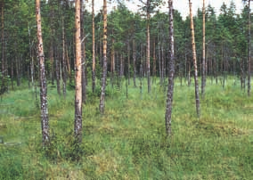 kuisempia. Esiintymien keskikoko on muutamista aareista muutamiin hehtaareihin. Uhanalaistumisen syyt: Ojitus, pellonraivaus, metsien uudistamis- ja hoitotoimet, turpeenotto, rakentaminen (ml.
