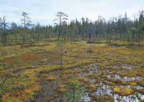 meitä ei saa erilleen lyhytkorsirämeistä, tupasvillasararämeistä ja sararämeistä. Uhanalaistumisen syyt: Ojitus, metsien uudistamis- ja hoitotoimet, turpeenotto, pellonraivaus, rakentaminen.