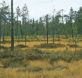 lettokasvillisuuteen. Ilmeisesti eteläisellä aapasuoalueella rajautuminen tupasvilla- ja pallosararämeisiin on tavallista.