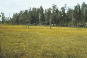vähenemisen takia on esiintymisen painopiste siirtynyt entistä selvemmin Pohjois-Suomeen.