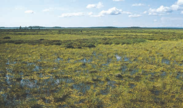 Suot Martimoaapa, Simo. Kuva: Seppo Tuominen (Sphagnum riparium), luhtakuirisammal (Calliergon cordifolium), hetekuirisammal (C.