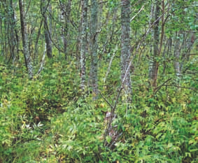 luhdille vähemmän tyypillisiä lajeja kuten tuhkapaju ja halava (Salix cinerea ja S. pentandra), piukka- ja varstasara (Carex elata ja C.