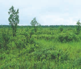 hapra-, oka- ja lettorahkasammal (Sphagnum riparium, S. squarrosum ja S.