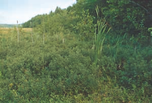 Tenhola. Kuva: Rauno Ruuhijärvi esiintyminen, ekologia ja lajistollinen vaihtelu tunnetaan huonosti. Selvin ero muihin maankohoamisrannikon pensaikkoluhtiin on suomyrtin (Myrica gale) runsaus.