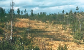 Vaihtelua aiheuttavat mm. kaltevuusaste, turpeen paksuus, juottien leveys, kivennäismaan ravinteisuus sekä lähteisyys.