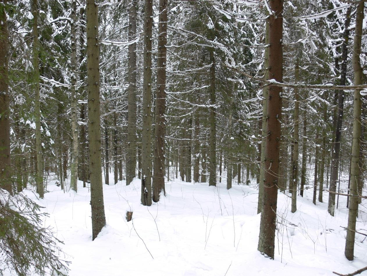 Väylä 12 (115-160m) Keskipitkä par 3 metsäisen kummun päältä alas