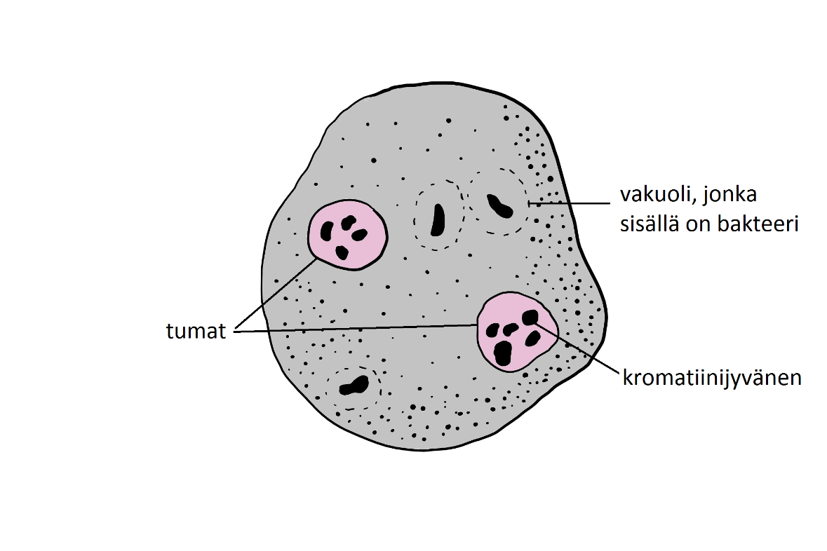 20 (27) Trikromivärjäys on yksinkertainen ja vie aikaa noin tunnin. Sillä värjäytyvät alkueläimet, hiivat, ihmisen solut sekä artefakta.