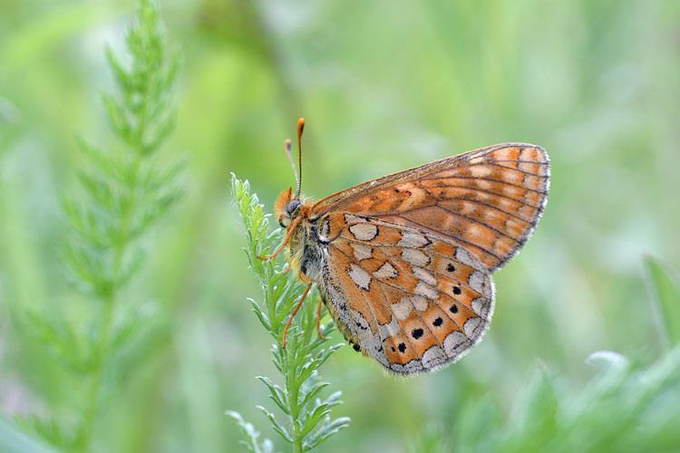 Punakeltaverkkoperhonen (Euphydryas aurinia) Uhanalaisluokka: EN Liikkumiskyky: 3.