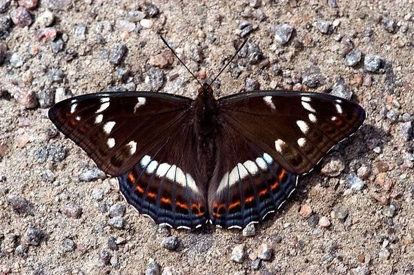 Haapaperhonen (Limenitis populi) Lähde: Lampinen & Lahti 2007: Kasviatlas