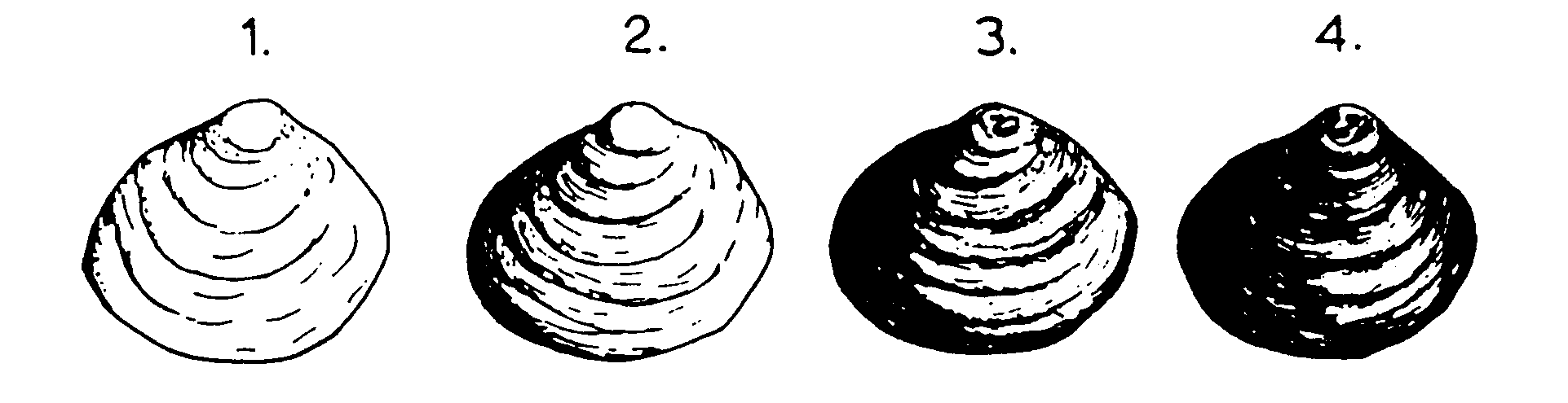 11 asema m 1985 1988 1991 1994 1997 2 23 26 29 212 215 31 1 36 1 5 11 Uusiutuva, < 5 mm yksilöitä > 5 % 46 14 49 19 Uusiutuva, < 5 mm yksilöitä 25-5 % 52 24 19 18 Vähenevä, < 5 mm yksilöitä < 25 % 13