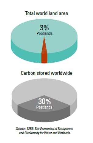 Soiden merkitys ilmastonmuutoksessa Suot sisältää 30 % maaperään sitoutuneesta hiilestä 2x enemmän kuin maailman metsiin Arvioidaan, että vuositasolla 174 MtCO 2 eli 6-10 % CO