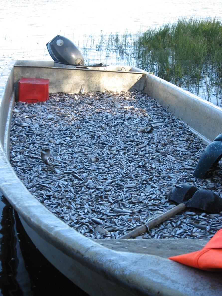 Vuosi 2012 - paljon toimintaa kustannustehokkaasti Paitsi rakentamista sopimus Yhdistys/Kunta/ELY maanomistajasopimuksia allaskoe Jäälinjärvessä vesitutkimuksia