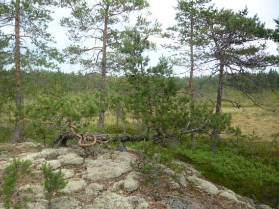 FCG SUUNNITTELU JA TEKNIIKKA OY Korvennevan tuulivoimapuisto 89 (265) Kuva 10.16. Kitukasvuisia mäntyjä Rimpinevalla sijaitsevassa pienessä kangasmetsäsaarekkeessa. 29.