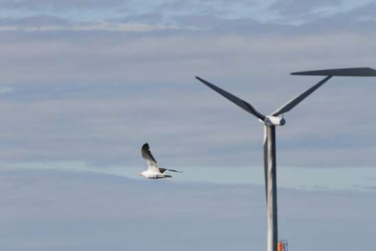 118 (265) Korvennevan tuulivoimapuisto FCG SUUNNITTELU JA TEKNIIKKA OY semaan tuulivoimalat ja oppivat väistämään ne.