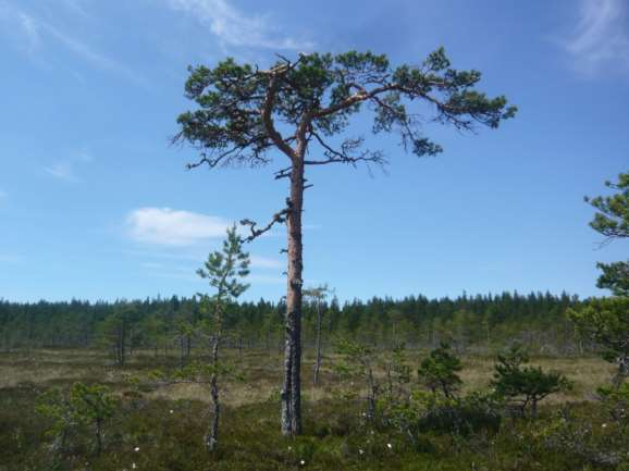 FCG SUUNNITTELU JA TEKNIIKKA OY Korvennevan tuulivoimapuisto 71 (265) suo-osuudella sijaitsee myös pieni luonnontilainen lampi, joka lukeutuu vesilain 2.