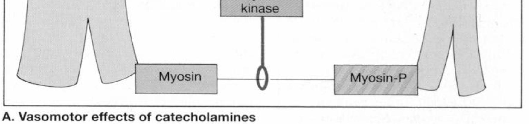 1- ja 2-agonistivaikutukset: sileän lihaksen supistuminen 1 2 MLCK PKA Esto vähenee 1- ja 2-vaikutus