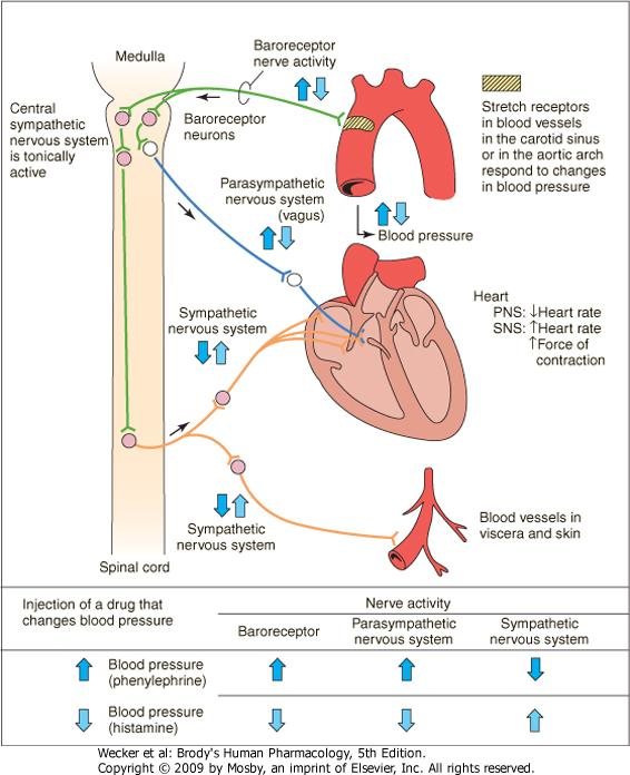 Homeostaattisten refleksien merkitys Ydinjatkeen vasomotorinen säätelykeskus Baroreseptorit - aortan kaaressa ja