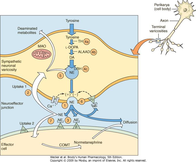 Noradrenaliinin vaiheet synapsissa Uptake 1: NA-transportteri ALAAD=aromaattisten L-