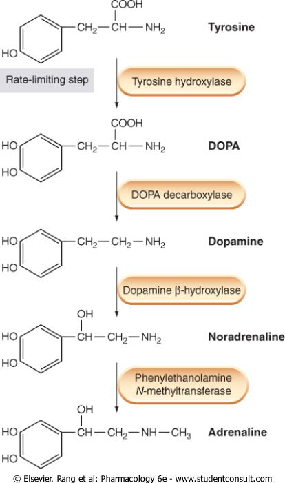 Noradrenaliinin synteesi Katekoliamiinit (D, NA, A) valmistetaan ravinnosta saatavasta aminohaposta, L- tyrosiinista Tyrosiini otetaan hermopäätteeseen ja muutetaan dopaksi ja