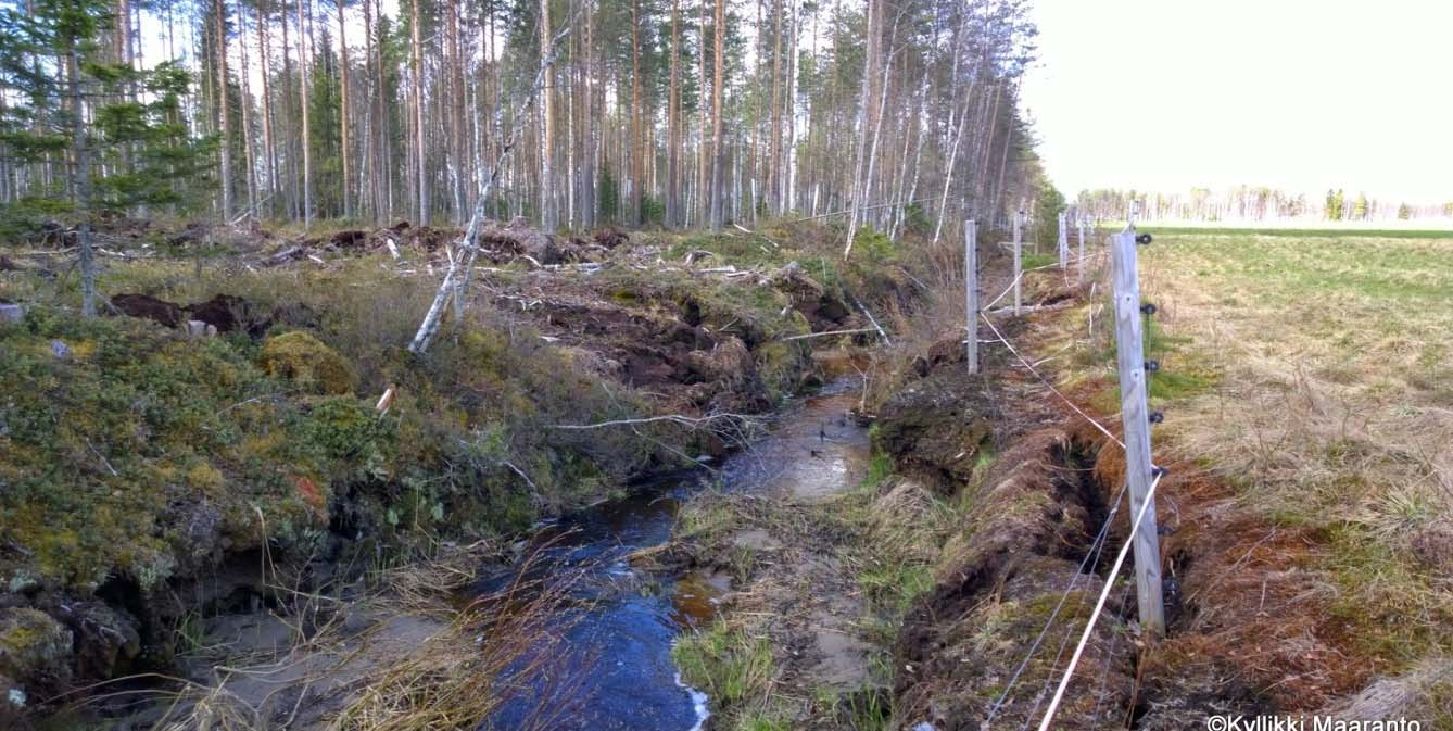 4(9) Kuva4: Syöpynyt oja pellon reunassa Sähkölinjan ja tien välille kaivetaan laskeutusallas, josta vedet ohjataan Korkattijärveen. Keskisyvyydeksi kaivetaan noin 1,5 m.