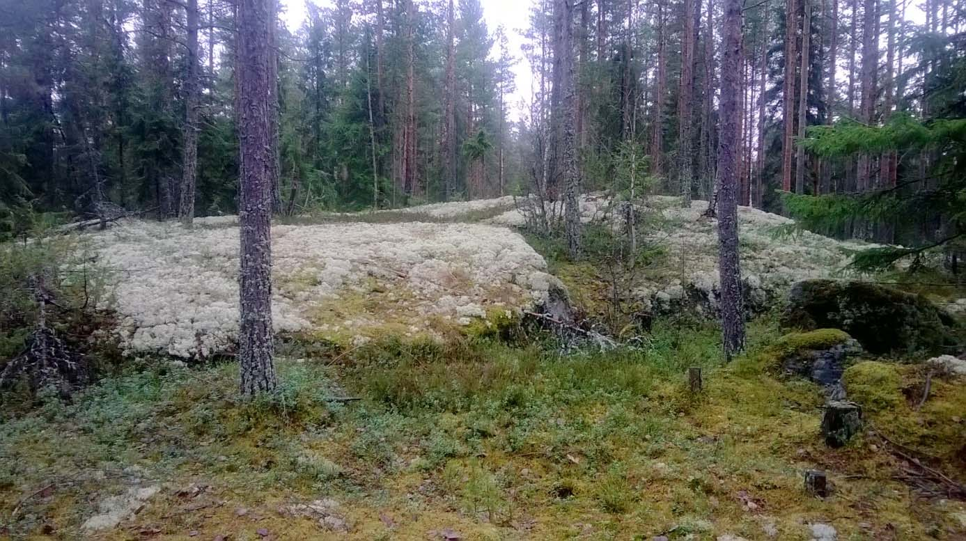 Metsälampi alueen itäosassa.